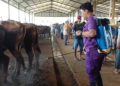 DKPP Jepara Intensif Pantau Pasar Hewan, Jelang Hari Raya Idul Adha 34 Petugas DKPP Jepara saat monitoring dan pengecekan hewan di salah satu pasar hewan di Kabupaten Jepara. Foto : Tomi Budianto/ Lingkar