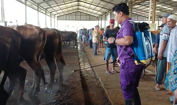 Petugas DKPP Jepara saat monitoring dan pengecekan hewan di salah satu pasar hewan di Kabupaten Jepara. Foto : Tomi Budianto/ Lingkar