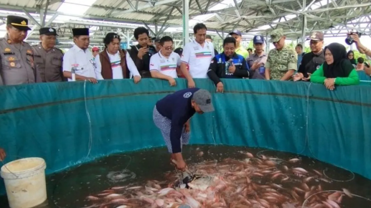 KDMP Undaan Kudus panen perdana ikan Nila dari kolam bioflok bantuan KKP hari ini. Foto : Dok.Antara/Lingkar