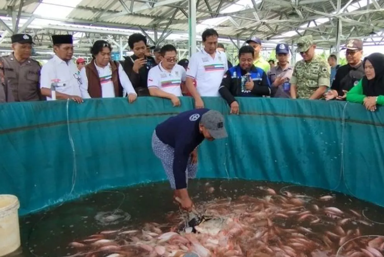KDMP Undaan Kudus panen perdana ikan Nila dari kolam bioflok bantuan KKP hari ini. Foto : Dok.Antara/Lingkar