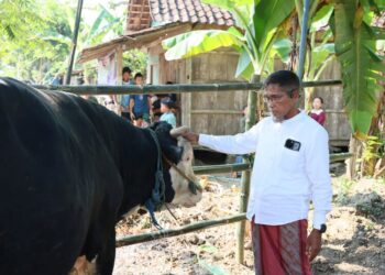 Sekda Jateng Salurkan Sapi Kurban 1,1 Ton untuk Korban Banjir Tinanding Grobogan
