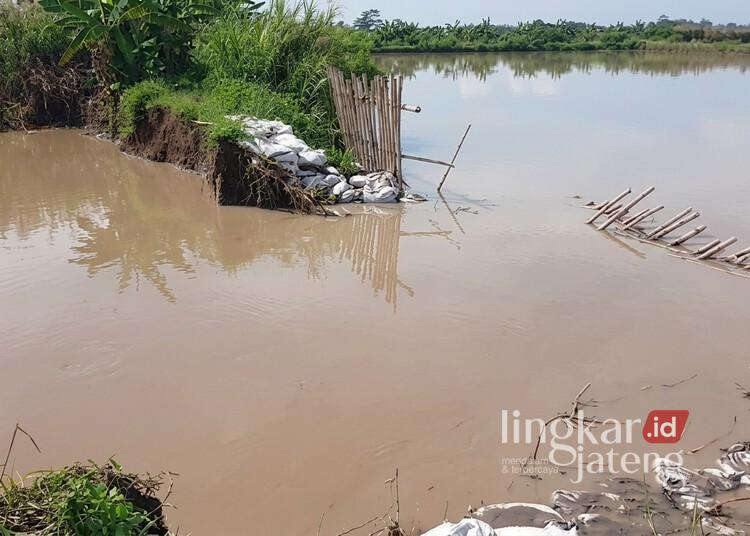 Bupati Kendal Koordinasikan Penanganan Tanggul Jebol di Pidodokulon dengan Pemprov Jateng 25 Kondisi tanggul sungai yang jebol di Desa Pidodokulon, Kecamatan Patebon, Kabupaten Kendal, Senin, 25 Mei 2026. (Anik Kustiani/Lingkarjateng.id)