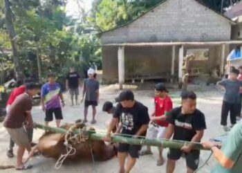 Sejumlah warga gotong royong menyembelih sapi di komplek Masjid Darul Solikhin LDII, Kampung Dukuh Krajan, Kelurahan Dukuh, Kecamatan Sidomukti, Kota Salatiga Minggu, 27 Mei 2026. (Dok.Humas Polres Salatiga/Lingkarjateng.id)