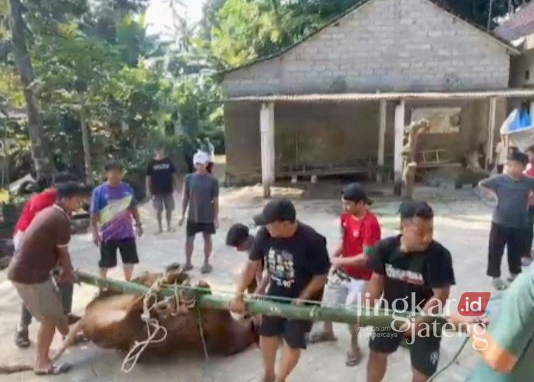Tukang Kelet Hewan Kurban di Salatiga Mendadak Tumbang Saat Angkat Sapi 25 Sejumlah warga gotong royong menyembelih sapi di komplek Masjid Darul Solikhin LDII, Kampung Dukuh Krajan, Kelurahan Dukuh, Kecamatan Sidomukti, Kota Salatiga Minggu, 27 Mei 2026. (Dok.Humas Polres Salatiga/Lingkarjateng.id)
