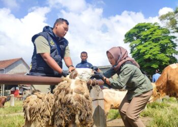 Pengawasan tidak hanya dilakukan di pasar hewan, namun juga menyasar peternakan milik warga. Foto : Pemkab Temanggung/Lingkar
