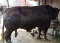 Grobogan Dapat 2 Sapi Kurban Banpres, Ini Lokasi Penyembelihannya 26 Sapi Bantuan Presiden di Peternakan Desa Bandungharjo, Kecamatan Toroh, Kabupaten Grobogan. (Dok. Pribadi/Lingkarjateng.id)