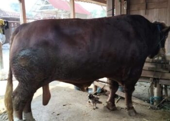 Grobogan Dapat 2 Sapi Kurban Banpres, Ini Lokasi Penyembelihannya
