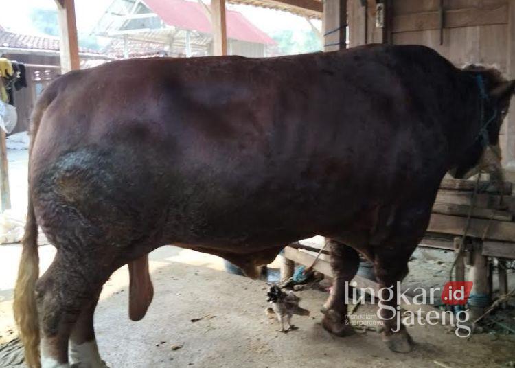 Grobogan Dapat 2 Sapi Kurban Banpres, Ini Lokasi Penyembelihannya 25 Sapi Bantuan Presiden di Peternakan Desa Bandungharjo, Kecamatan Toroh, Kabupaten Grobogan. (Dok. Pribadi/Lingkarjateng.id)