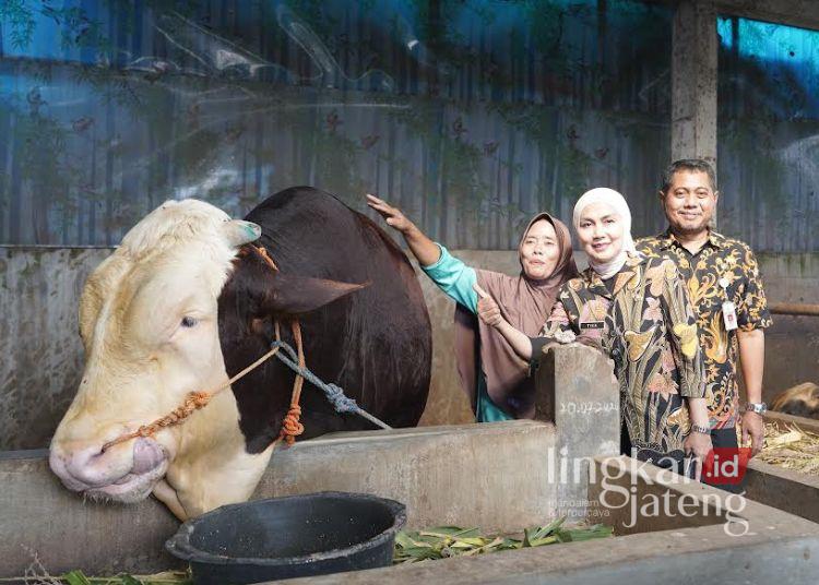 Bupati Kendal Cek Sapi Gemoy Presiden Prabowo, Pastikan dalam Kondisi Sehat 25 Bupati Kendal, Dyah Kartika Permanasari saat mengecek kondisi sapi bantuan Presiden Prabowo, Selasa, 19 Mei 2026. (Dok. Protokoler Bupati Kendal/Lingkarjateng.id)