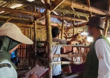 Lindungi Ternak Jelang Idul Adha, Pemkab Rembang Intensifkan Vaksinasi PMK