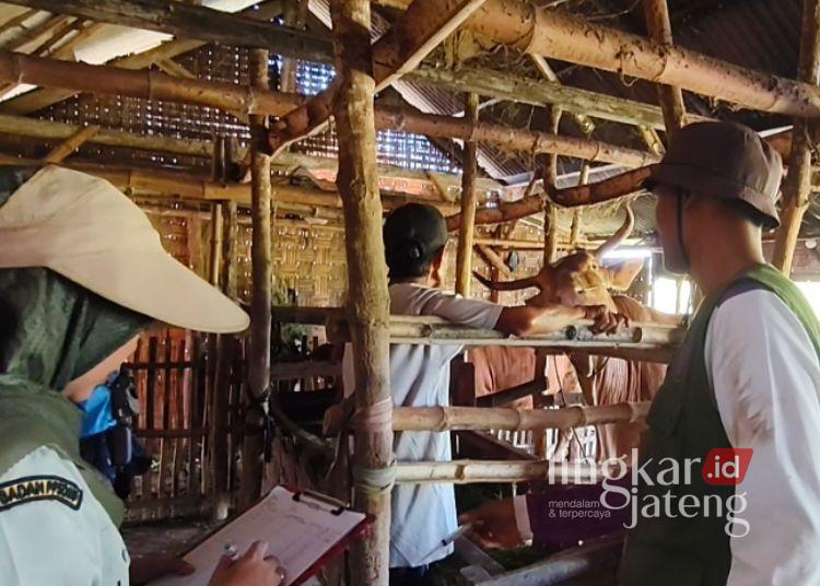 Lindungi Ternak Jelang Idul Adha, Pemkab Rembang Intensifkan Vaksinasi PMK 25 Petugas Dinas Pertanian dan Pangan Kabupaten Rembang memberikan vaksin PMK di Desa Babagan, Kecamatan Lasem, Kamis, 7 Mei 2026. (Vicky Rio/Lingkarjateng.id)