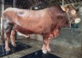 Sapi Seharga Rp113 Juta Asal Kaliori Rembang Terpilih Jadi Hewan Kurban Presiden 34 Sapi kurban asal Kecamatan Kaliori, Kabupaten Rembang yang dibeli Presiden RI Prabowo Subianto. (Vicky Rio/Lingkarjateng.id)