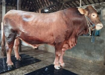 Sapi kurban asal Kecamatan Kaliori, Kabupaten Rembang yang dibeli Presiden RI Prabowo Subianto. (Vicky Rio/Lingkarjateng.id)