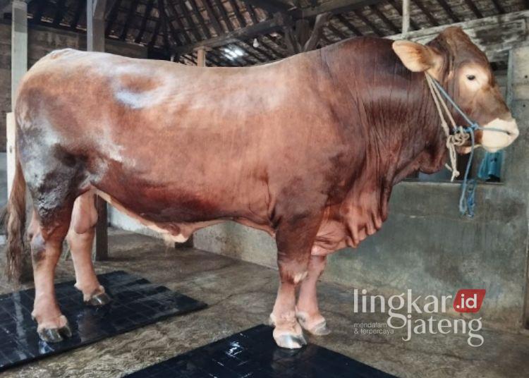 Sapi Seharga Rp113 Juta Asal Kaliori Rembang Terpilih Jadi Hewan Kurban Presiden 25 Sapi kurban asal Kecamatan Kaliori, Kabupaten Rembang yang dibeli Presiden RI Prabowo Subianto. (Vicky Rio/Lingkarjateng.id)