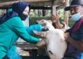 Pelaksana Tugas (Plt) Kepala Dispangtan Kota Salatiga Sulistya saat mengecek kondisi hewan ternak. (Angga Rosa/Lingkarjateng.id)