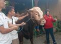 Anggota Fraksi Partai Gerindra DPRD Kota Salatiga, Riawan Woro Endartiningrum, saat menyerahkan sapi kurban bantuan Presiden Prabowo di wilayah Cengek, Kecamatan Tingkir, Rabu, 27 Mei 2026. (Angga Rosa/Lingkarjateng.id)