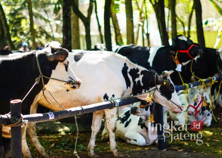 Tak Bisa Sembarangan, Penjual Hewan Kurban di Salatiga Wajib Kantongi SKKH 25 Hewan ternak sapi. (Dok.Prokompim Setda Salatiga/Lingkarjateng.id)