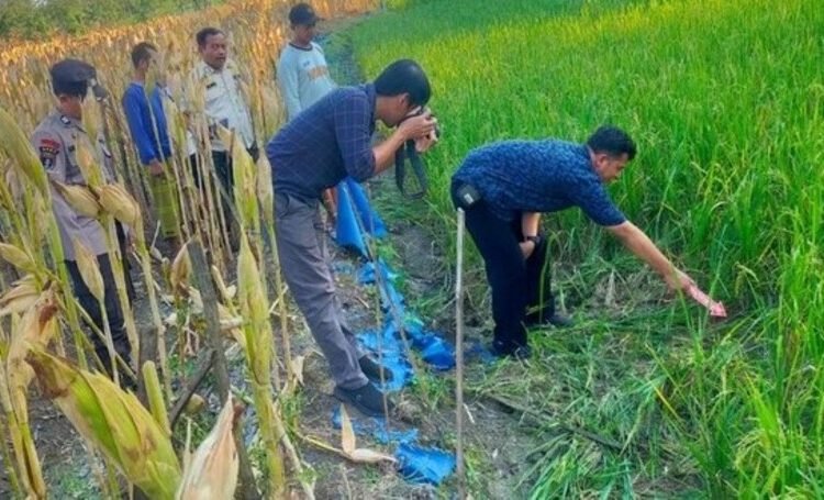 Kesetrum Jebakan Tikus, Petani Grobogan Ditemukan Tewas di Sawah Sendiri 25 Polisi olah TKP petani tersengat listrik di Dusun Tumpuk, Desa Kalanglundo, Kecamatan Ngaringan, Kabupaten Grobogan, Kamis (7/5/2026). Foto: Dok. Polres Grobogan/Lingkar