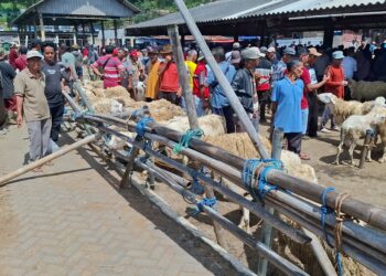 Kondisi Pasar Hewan Ambarawa di Kabupaten Semarang perlu revitalisasi khususnya sarana dan prasarana. Foto : Hesty Imaniar/Lingkar