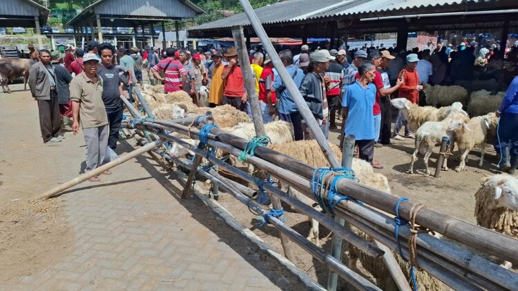 Kondisi Pasar Hewan Ambarawa di Kabupaten Semarang perlu revitalisasi khususnya sarana dan prasarana. Foto : Hesty Imaniar/Lingkar
