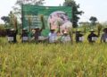 Bupati Blora, Arief Rohman, mengikuti panen raya tahun lalu. (Pemkab Blora/Lingkarjateng.id)