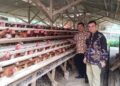 Ketua Koperasi Peternak Unggas Sejahtera (KPUS) Kendal, Suwardi, mengecek kandang ternak ayam. (dok for Lingkarjateng.id)