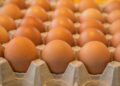 ILUSTRASI: Telur ayam. (Canva)