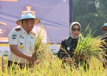 Rutan Blora Didorong Produksi Padi Organik, Wakil Bupati: Targetnya Tembus Jakarta 25 PANEN : Wakil Bupati Blora Sri Setyorini ikut melakukan panen padi organik yang dilakukan oleh warga binaan Rutan Kelas IIB Blora. Foto : Dok.Pemkab Blora/Lingkar