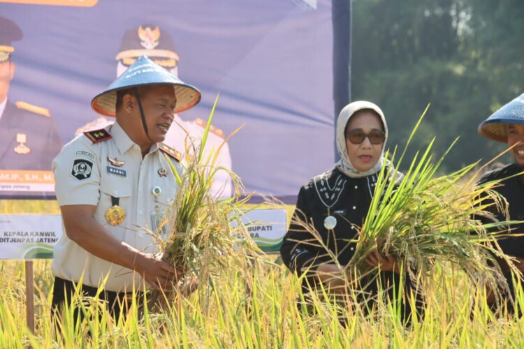 Rutan Blora Didorong Produksi Padi Organik, Wakil Bupati: Targetnya Tembus Jakarta 25 PANEN : Wakil Bupati Blora Sri Setyorini ikut melakukan panen padi organik yang dilakukan oleh warga binaan Rutan Kelas IIB Blora. Foto : Dok.Pemkab Blora/Lingkar