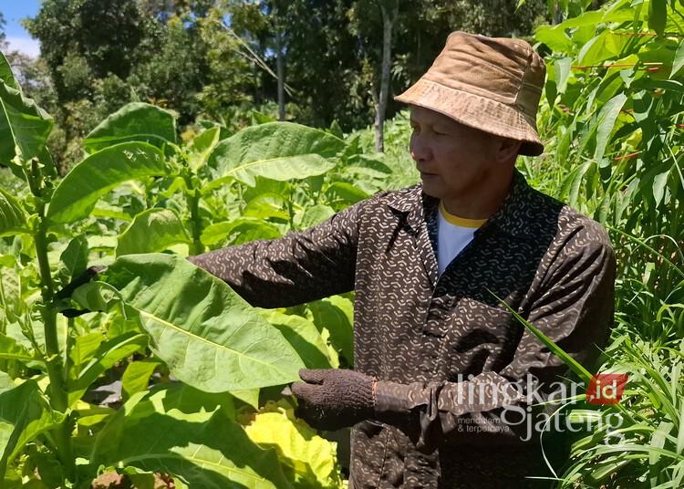 2.393 Petani Tembakau dan Cengkih di Kabupaten Semarang Akan Dapat BLT Rp600 Ribu 25 Petani tembakau tengah memanen daun tembakau yang ada di kebun Dusun Sokowolu, Desa Tajuk, Kecamatan Getasan, Kabupaten Semarang. (Hesty Imaniar/Lingkarjateng.id)
