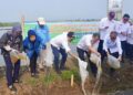 Solusi Banjir dan Rob, Pemerintah Matangkan Rencana Proyek Giant Sea Wall di Batang 34 Bupati Batang M. Faiz Kurniawan (topi hitam), menebar benih ikan saat peresmian program budidaya padi biosalin di lahan seluas 32 hektar di Dukuh Sicepit, Kelurahan Kasepuhan, Kabupaten Batang, Selasa, 16 Juni 2026. (dok Diskominfo Batang/Lingkarjateng.id)