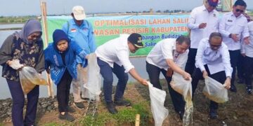 Solusi Banjir dan Rob, Pemerintah Matangkan Rencana Proyek Giant Sea Wall di Batang 10 Bupati Batang M. Faiz Kurniawan (topi hitam), menebar benih ikan saat peresmian program budidaya padi biosalin di lahan seluas 32 hektar di Dukuh Sicepit, Kelurahan Kasepuhan, Kabupaten Batang, Selasa, 16 Juni 2026. (dok Diskominfo Batang/Lingkarjateng.id)