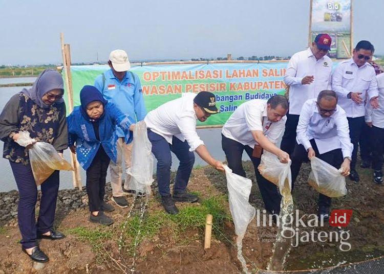 Solusi Banjir dan Rob, Pemerintah Matangkan Rencana Proyek Giant Sea Wall di Batang 25 Bupati Batang M. Faiz Kurniawan (topi hitam), menebar benih ikan saat peresmian program budidaya padi biosalin di lahan seluas 32 hektar di Dukuh Sicepit, Kelurahan Kasepuhan, Kabupaten Batang, Selasa, 16 Juni 2026. (dok Diskominfo Batang/Lingkarjateng.id)