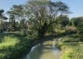 Aliran Sungai Juwana di Desa Kutuk, Kecamatan Undaan, Kabupaten Kudus. (Nisa Hafizhotus S./Lingkarjateng.id)