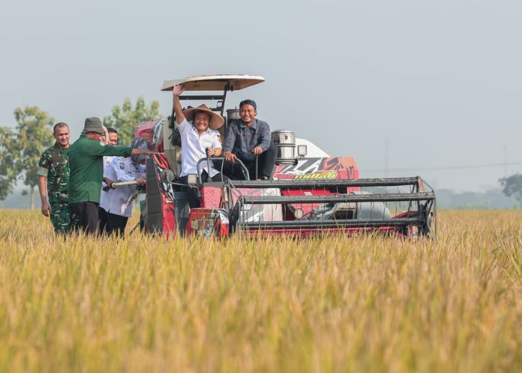 Targetkan Produksi Padi 10,5 Juta Ton, Pemprov Jateng Siapkan Antisipasi Hadapi Kemarau 25 Gubernur Jawa Tengah, Ahmad Luthfi, mengoperasikan mesin pemanen padi saat panen raya di Desa Gentan, Kecamatan Bendosari, Kabupaten Sukoharjo, Rabu, 24 Juni 2026. (dok for Lingkarjateng.id)