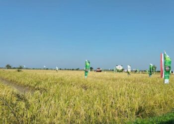 Panen Raya Demak Cetak Hasil Melimpah, Harga Gabah Tembus Rp8.200 Per Kilogram
