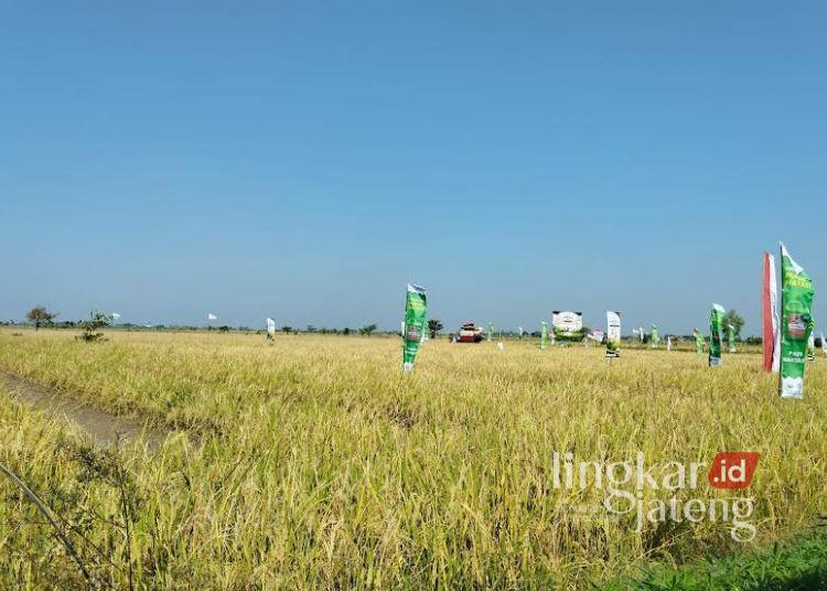 Panen Raya Demak Cetak Hasil Melimpah, Harga Gabah Tembus Rp8.200 Per Kilogram 25 Panen raya di Desa Jatirejo, Kecamatan Karanganyar, Kabupaten Demak, Senin, 8 Juni 2026. (Burhanuddin Aslam/Lingkarjateng.id)
