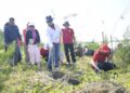 Wali Kota Semarang, Agustina Wilujeng Pramestuti, saat menanam cemara laut di kawasan pesisir Pulau Tirang, Kelurahan Tugurejo, Kecamatan Tugu, Minggu, 12 Juli 2026. (Syahril Muadz/Lingkarjateng.id)