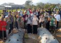 Bupati Kendal, Dyah Kartika Permanasari, turun langsung memimpin gerakan pengendalian hama tikus di Desa Tabet, Kecamatan Limbangan, Sabtu, 11 Juli 2026. (Anik Kustiani/Lingkarjateng.id)