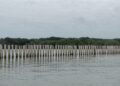 Pesisir Desa Surodadi, Kecamatan Sayung, Kabupaten Demak, yang rencananya akan dibangun Hybrid Sea Wall sebagai pengendali rob. (M. Burhanuddin Aslam/Lingkarjateng.id)