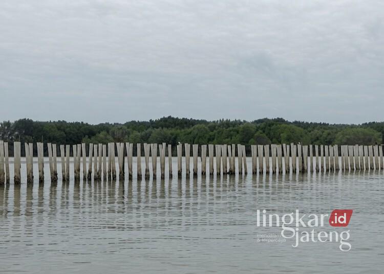 Pesisir Desa Surodadi, Kecamatan Sayung, Kabupaten Demak, yang rencananya akan dibangun Hybrid Sea Wall sebagai pengendali rob. (M. Burhanuddin Aslam/Lingkarjateng.id)