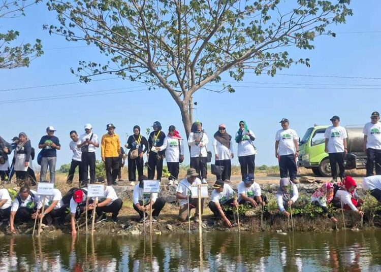 SIGAP Peduli, Kolaborasi Penyelamatan Pesisir Jadi Edukasi Dini Jaga Lingkungan 25 Kegiatan penanaman mangrove yang dilaksanakan di wilayah pesisir Desa Babalan Demak. Foto : Burhan Aslam/Lingkar