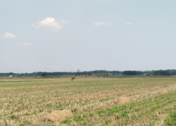 DP4 Kabupaten Blora Ungkap 69 Hektare Sawah Terdampak Kekeringan, 2 Kecamatan Ini Terparah 25 Ilustrasi - Puluhan hektar areal sawah di Blora terdampak kekeringan akibat musim kemarau. Foto : Eko Wicaksono/lingkar