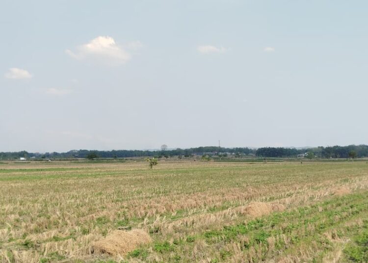 DP4 Kabupaten Blora Ungkap 69 Hektare Sawah Terdampak Kekeringan, 2 Kecamatan Ini Terparah 25 Ilustrasi - Puluhan hektar areal sawah di Blora terdampak kekeringan akibat musim kemarau. Foto : Eko Wicaksono/lingkar