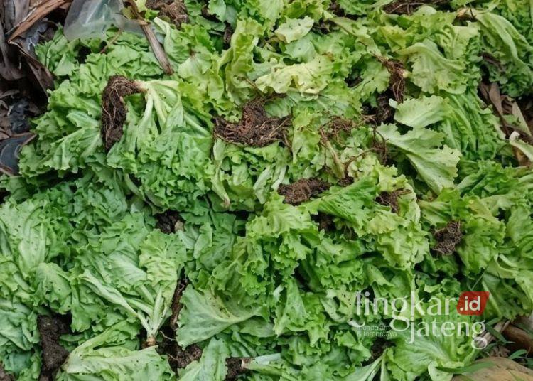Pedagang di Pekalongan Keluhkan Harga Sayur hingga Bahan Pangan Merosot 25 ILUSTRASI: Sayuran yang dibuang akibat tidak terserap oleh pasar. (Fahri Akbar/Lingkarjateng.id)