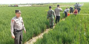 Personel Polres Pekalongan mengevakuasi jasad Rusyanto, Perangkat Desa Kalipancur, Kecamatan Bojong, Kabupaten Pekalongan, yang ditemukan di area persawahan desa setempat, Selasa pagi, 28 Juli 2026. (Humas Polres Pekalongan/Lingkarjateng.id)