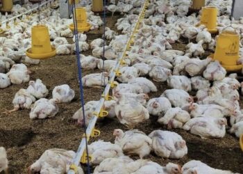 Harga Ayam Anjlok, Peternak di Pati hingga Grobogan Terancam Bangkrut