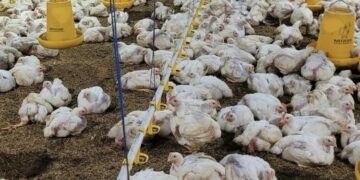 Peternakan ayam boiler di Desa Gadudero, Kecamatan Sukolilo, Kabupaten Pati, Jumat, 3 Juli 2026. (Mohammad Fahtur Rohman/Lingkarjateng.id)