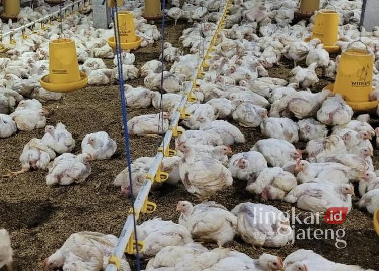 Peternakan ayam boiler di Desa Gadudero, Kecamatan Sukolilo, Kabupaten Pati, Jumat, 3 Juli 2026. (Mohammad Fahtur Rohman/Lingkarjateng.id)