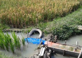 ILUSTRASI: Pengairan sawah dengan memanfaatkan pompa di sungai wilayah Kecamatan Guntur, Kabupaten Demak. (Burhanuddin Aslam/Lingkarjateng.id)